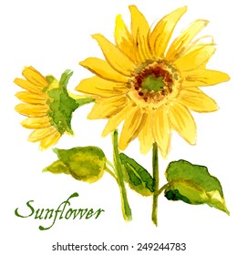 The composition of yellow sunflower painted in watercolor for your design