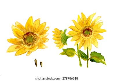 The composition of yellow sunflower painted in watercolor for your design