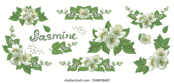  Compositions with jasmine flowers on white background 