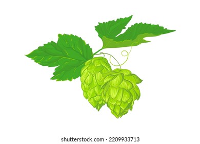 A compositions of leaves and fruits of hops. Fresh ingredient for the production of beer. Vector illustration for the design of a poster, menu of a craft brewery. Isolated on a white background