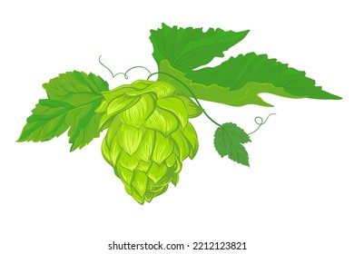 A compositions of leaves and fruits of hops. Fresh ingredient for the production of beer. Vector illustration for the design of a poster, menu of a craft brewery. Isolated on a white background