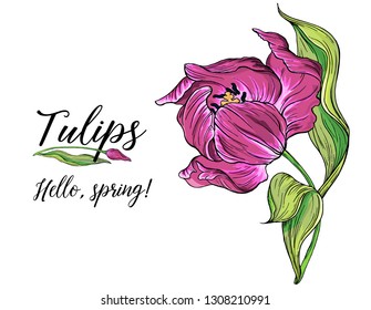 compositions of vector colored Tulip flowers, spring flowers