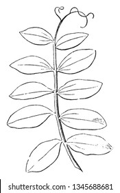 Compound Leaf wachsen neues Blatt. Und es sieht dünn aus wie ein Seil, eine Vintage-Linienzeichnung oder Graviergrafik.