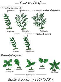 Hojas compuestas. Muestra diferentes tipos de hojas compuestas. para ilustraciones científicas, materiales educativos, artículos botánicos o proyectos que requieran visualización de hojas.