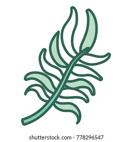 compound leaf  vector illustration