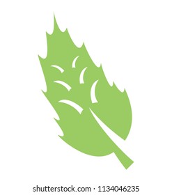 
Compound leaves with blades and veins denoting fir leaf 
