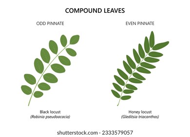 Compound leaves. Odd pinnate and even pinnate compound leaves. Black locust (Robinia pseudoacacia) and Honey locust (Gleditsia triacanthos). 