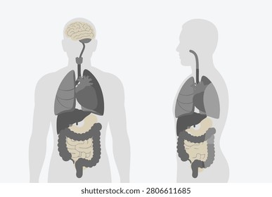 Comprehensive anatomical silhouettes of the human body in front and profile views displaying all major internal organ systems.