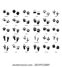 Comprehensive Animal Paw and Footprint Vector Collection with Labels