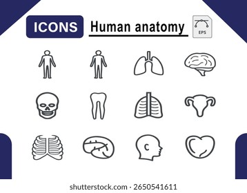 A comprehensive collection of human anatomy icons, featuring detailed illustrations of various body parts and systems. Ideal for medical, educational, and health-related projects.