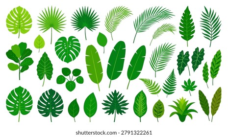 A comprehensive collection of isolated tropical plant leaves including palm monstera banana and exotic foliage elements for botanical designs