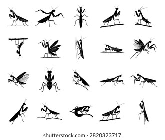Comprehensive collection of mantis silhouettes for wildlife infographics, pest control branding, or educational diagrams.