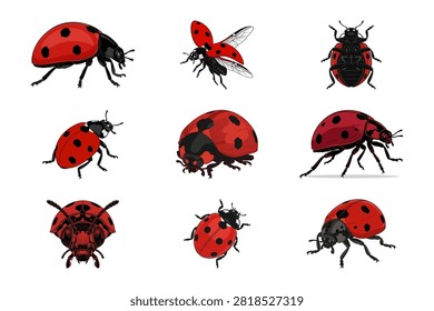 A comprehensive collection of nine high quality realistic ladybug illustrations presented on a pure white background. These detailed red beetles show various poses and angles displaying black spots and wings to provide a complete view of this small insect.