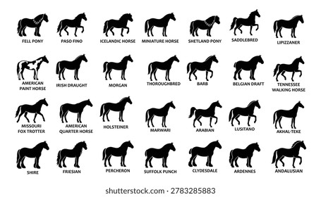 Comprehensive collection of twenty-eight horse breed silhouettes in black color. Includes labels for Arabian, Thoroughbred, Shire, and Clydesdale. Ideal for educational posters, veterinary clinics, and equestrian club branding. Clean vector graphics on white background. Suitable for print and digital design projects.
