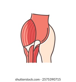 Comprehensive Guide to Gluteus Maximus Anatomy