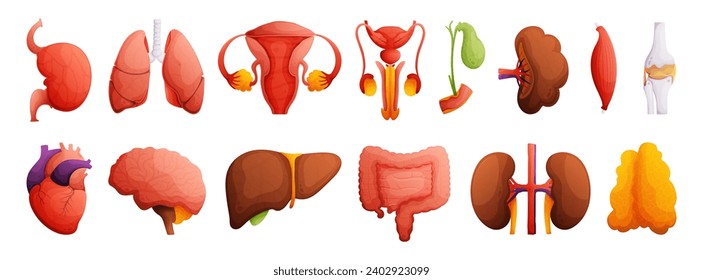 Comprehensive Human Anatomy Illustrations. Heart, Liver, Kidneys, Spleen, Bone, Brain, Intestines, Muscle, Gall Bladder, Female and Male Reproductive System. High Detail Cartoon Style.