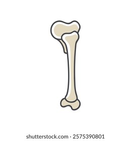 Comprehensive Illustration of Femur Anatomy