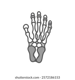Comprehensive Illustration of Foot Phalanges Anatomy