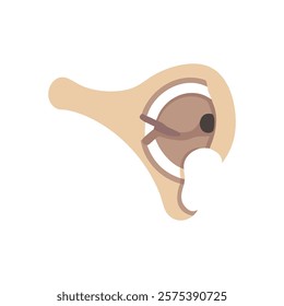 Comprehensive Illustration of Glenoid Cavity Anatomy