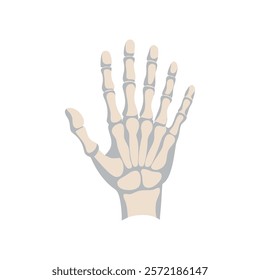 Comprehensive Illustration of Hand Phalanges Anatomy