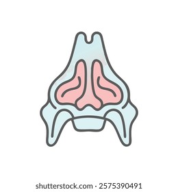 Comprehensive Illustration of Inferior Nasal Concha Anatomy