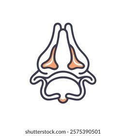 Comprehensive Illustration of Inferior Nasal Concha Anatomy