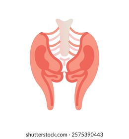 Comprehensive Illustration of Ischium Anatomy