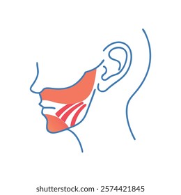 Comprehensive Illustration of Masseter Muscle Anatomy