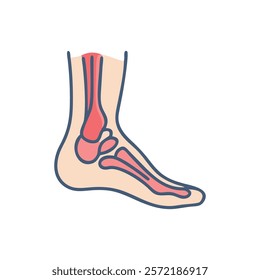 Comprehensive Illustration of Medial Malleolus Anatomy