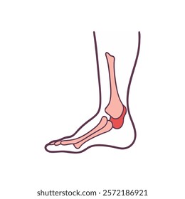 Comprehensive Illustration of Medial Malleolus Anatomy