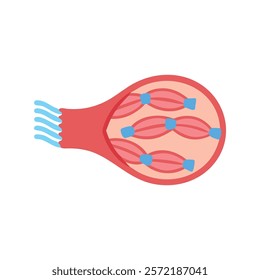 Comprehensive Illustration of Muscular Tissue Anatomy