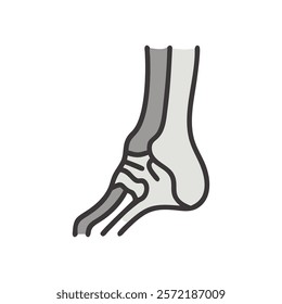 Comprehensive Illustration of Navicular Bone Anatomy