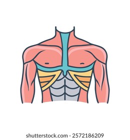 Comprehensive Illustration of Pectoralis Major Muscle Anatomy