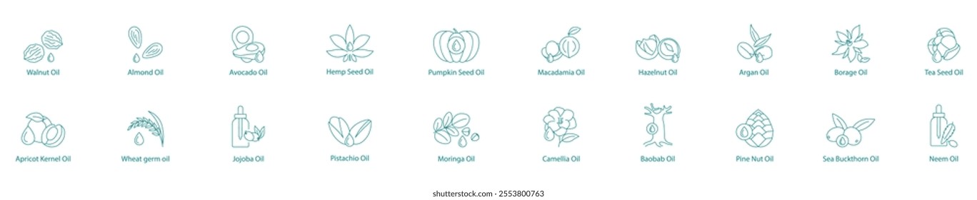 Comprehensive Nut and Seed Oils Vector Icon Set: Walnut, Almond, Avocado, Hemp, Pumpkin, Macadamia, Hazelnut, Argan, Borage, Tea Seed, Apricot Kernel, Wheat Germ, Jujuba, Pistachio, Moringa, Camellia 