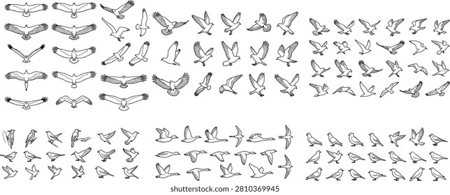 A comprehensive outline vector collection featuring birds of prey, waterfowl, seabirds, pigeons, and songbirds in flying, gliding, soaring, and perched poses. Ideal for wildlife illustrations, educational resources, logos, icons, infographics, nature publications, and commercial vector design projects.