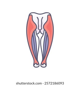 Comprehensive Quadriceps Femoris Anatomy Icon