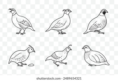 Comprehensive Quail Line Art Vector Set Featuring Detailed and Artistic Illustrations of Quail Birds for Creative Projects