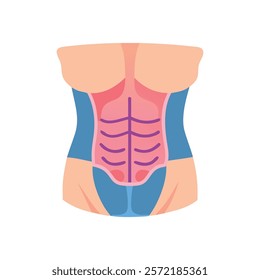 Comprehensive Rectus Abdominis Muscle Anatomy Icon