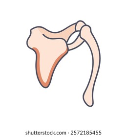 Comprehensive Scapula Anatomy Vector Design