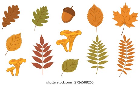 Umfassende Herbstelemente mit verschiedenen gefallenen Blättern, Eichel und gelben Pfifferlingen für Herbstprojekte.