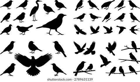 Comprehensive set of black bird silhouettes featuring eagles herons and songbirds in flying standing and perched positions for nature
