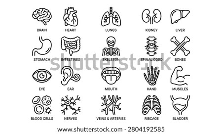 A comprehensive set of human anatomy icons. Features brain, heart, lungs, kidneys, liver, stomach, intestines, skeleton, spinal cord, bones, eye, ear, mouth, hand, muscles, blood cells, nerves, veins and arteries, ribcage, and bladder for medical, educational, and informational purposes.