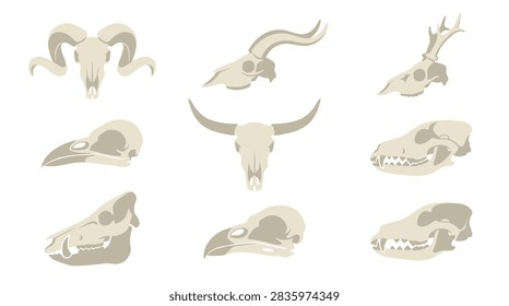 A comprehensive set of nine minimalist vector illustrations of various animal skulls. The collection includes a ram with curled horns, a longhorn bull, a deer with antlers, a wolf or canine skull with sharp teeth, a wild boar with visible tusks, and several bird or raptor skulls. The artwork is rendered in a flat, neutral beige color scheme against a clean white background, suitable for biology diagrams, educational materials, or decorative design elements.