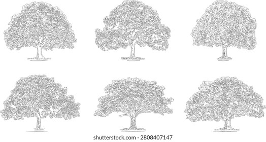 A comprehensive set of six individual deciduous tree illustrations meticulously drawn from an elevation perspective. These vector graphics are essential for architectural renderings landscape archit

