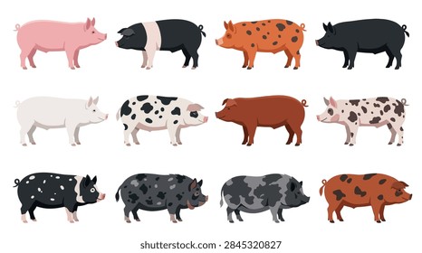 A comprehensive set of twelve vector illustrations featuring different pig breeds. The collection includes solid pink, black and white saddleback, spotted ginger, solid black, pure white, and various mottled or patched swine. Each animal is depicted in a clean, flat side profile on a white background, suitable for agricultural infographics, farm branding, or educational materials.
