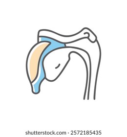 Comprehensive Shoulder Joint Anatomy Vector Design