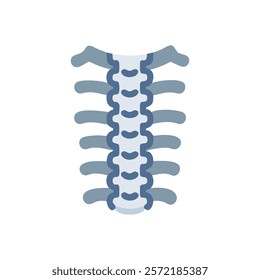 Comprehensive Spine Anatomy Illustration Vector Design