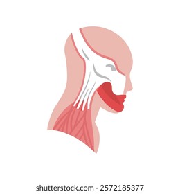 Comprehensive Sternocleidomastoid Muscle Anatomy Illustration