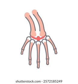 Comprehensive Styloid Process Radius Anatomy Vector Design