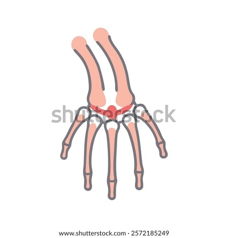 Comprehensive Styloid Process Radius Anatomy Vector Design